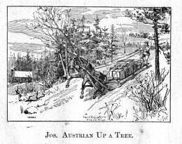 Plate_Jos_Austrian_up_a_tree