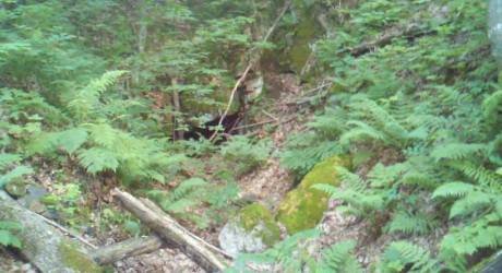 Mine shaft found on the Marangoin River Iron Property.