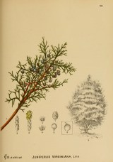 american_medicinal_plants_28plate_16629_28602599656029