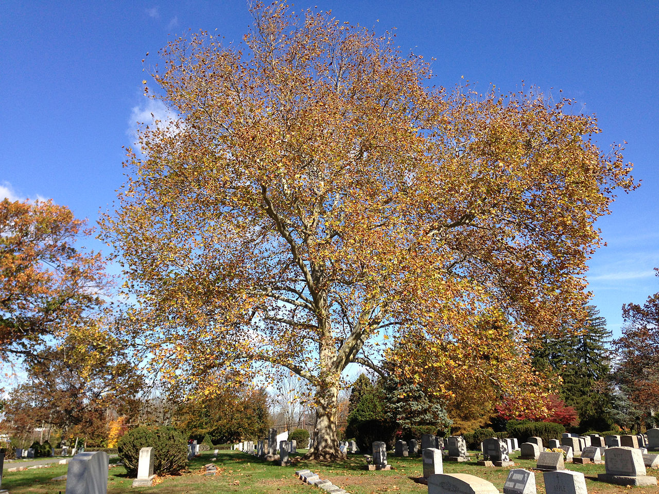 1280px-2014-11-02_12_00_54_american_sycamore_during_autumn_at_the_ewing_presbyterian_church_cemetery_in_ewing2c_new_jersey